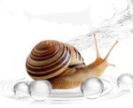Snail Secretion Filtrate